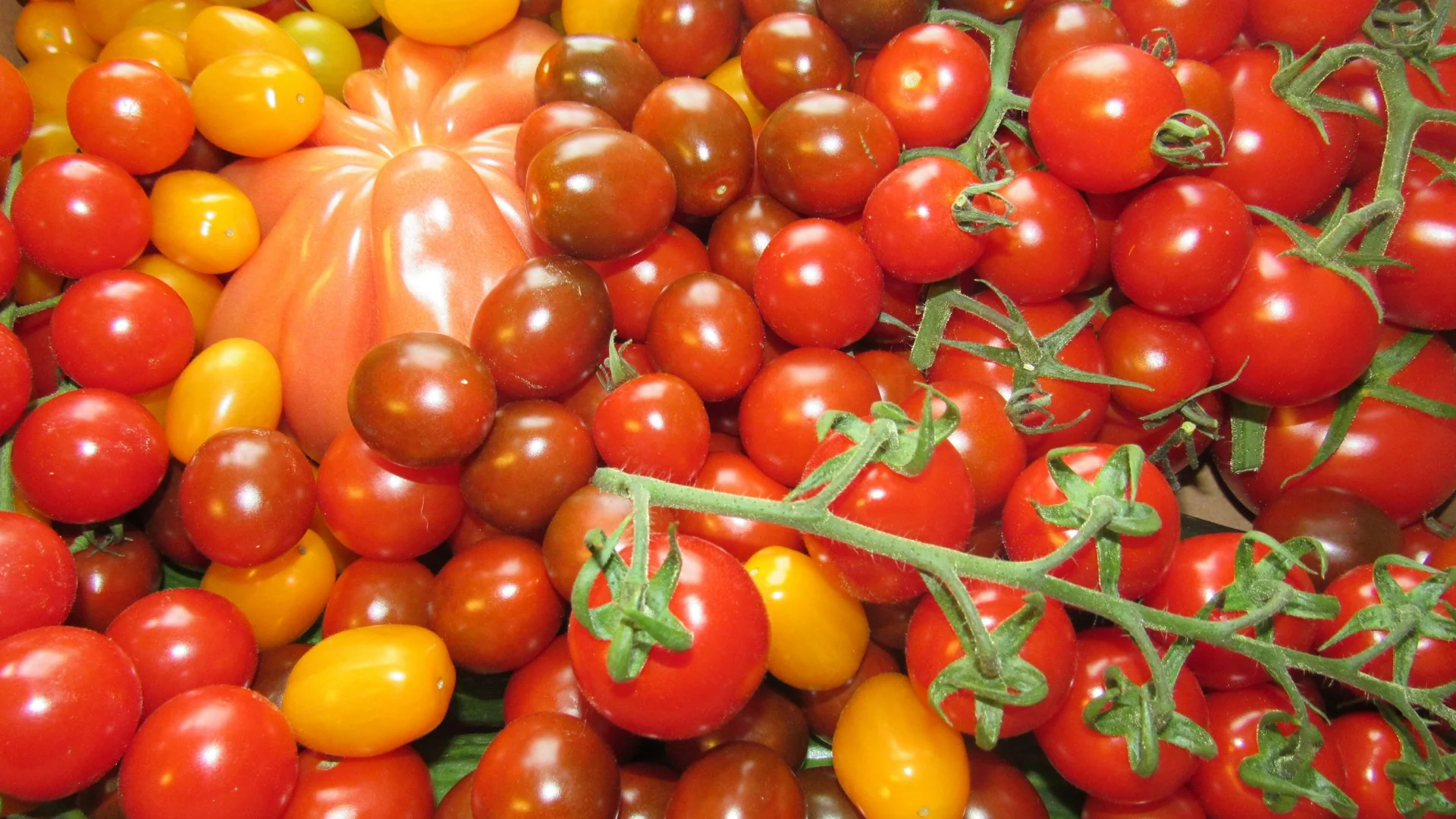 Fertilisation de la tomate sous serre : le programme par stade