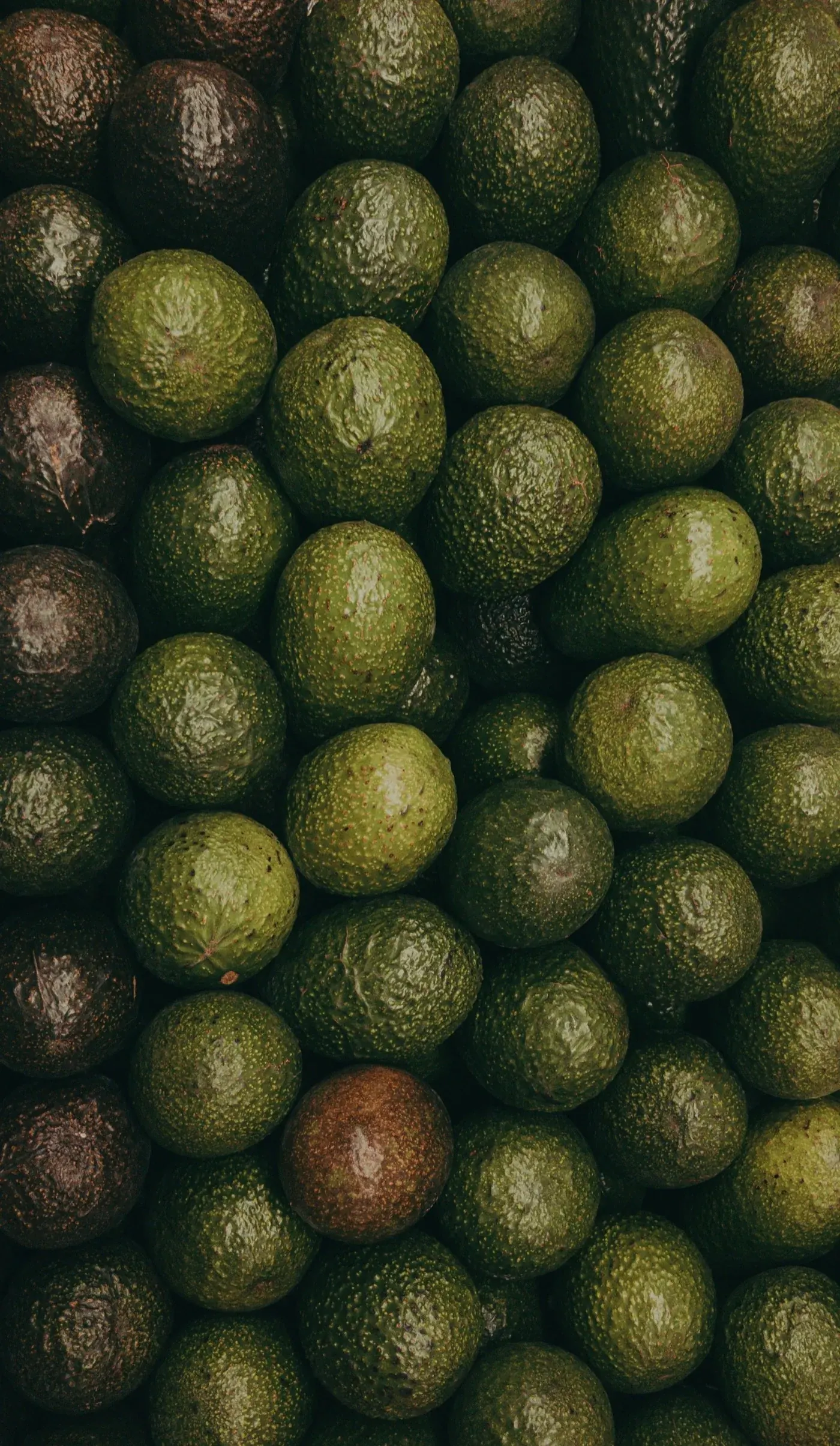 Avocat