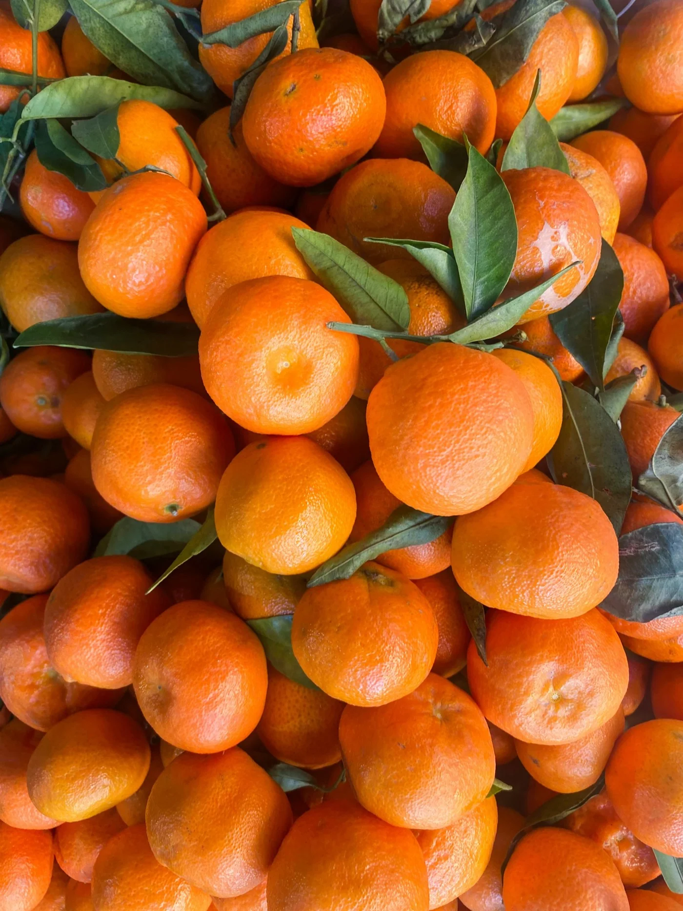 Mandarine