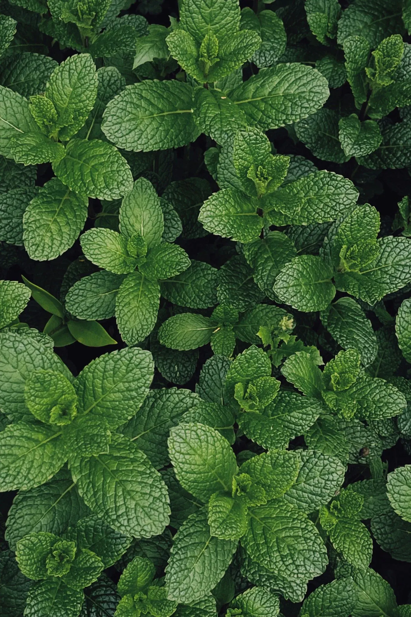 Menthe