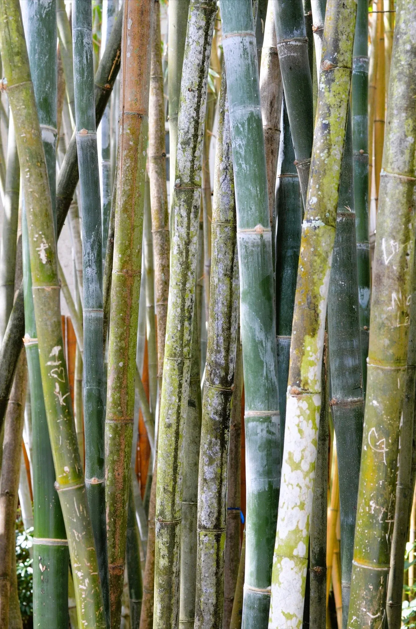 Canne à sucre