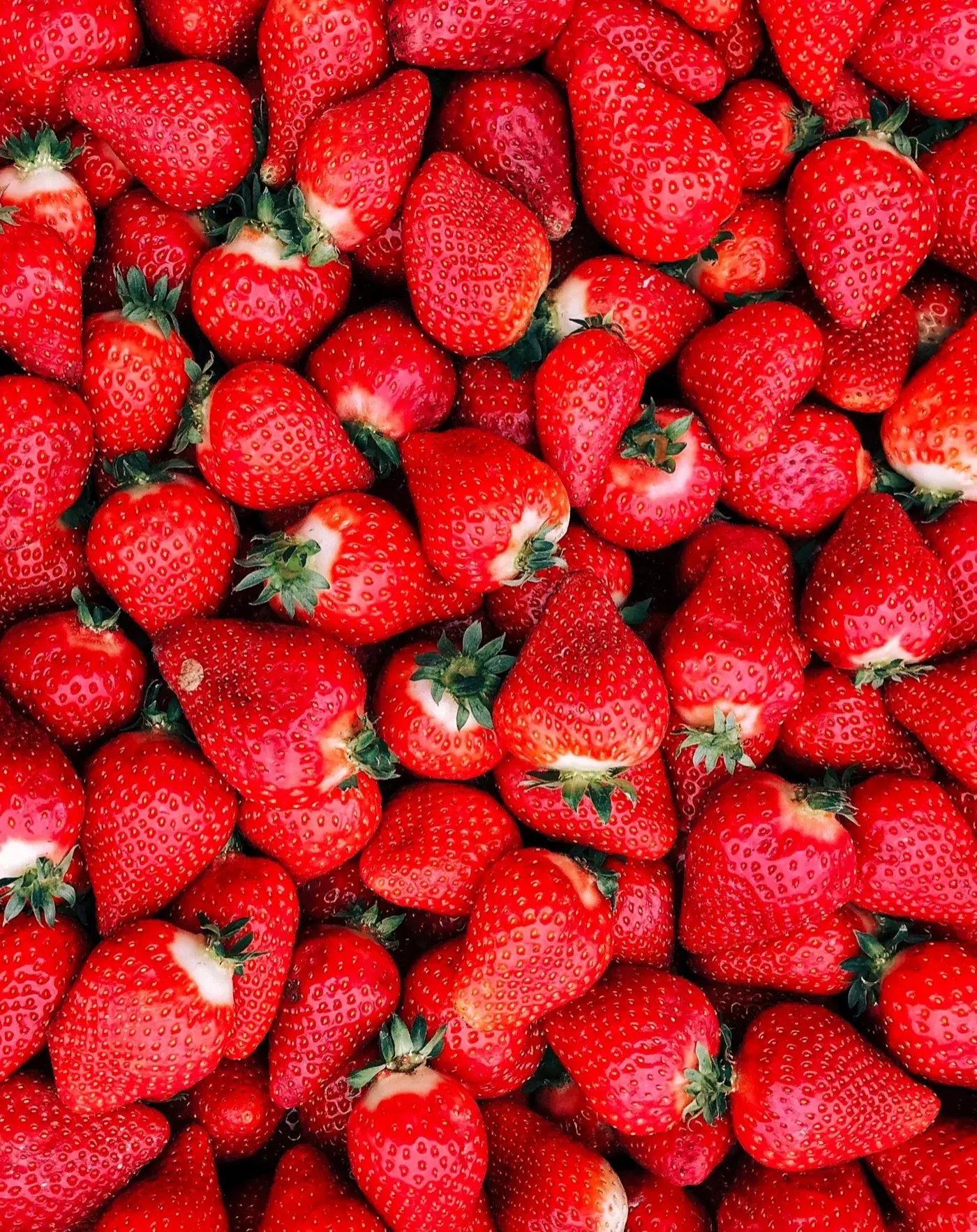 Fraisier