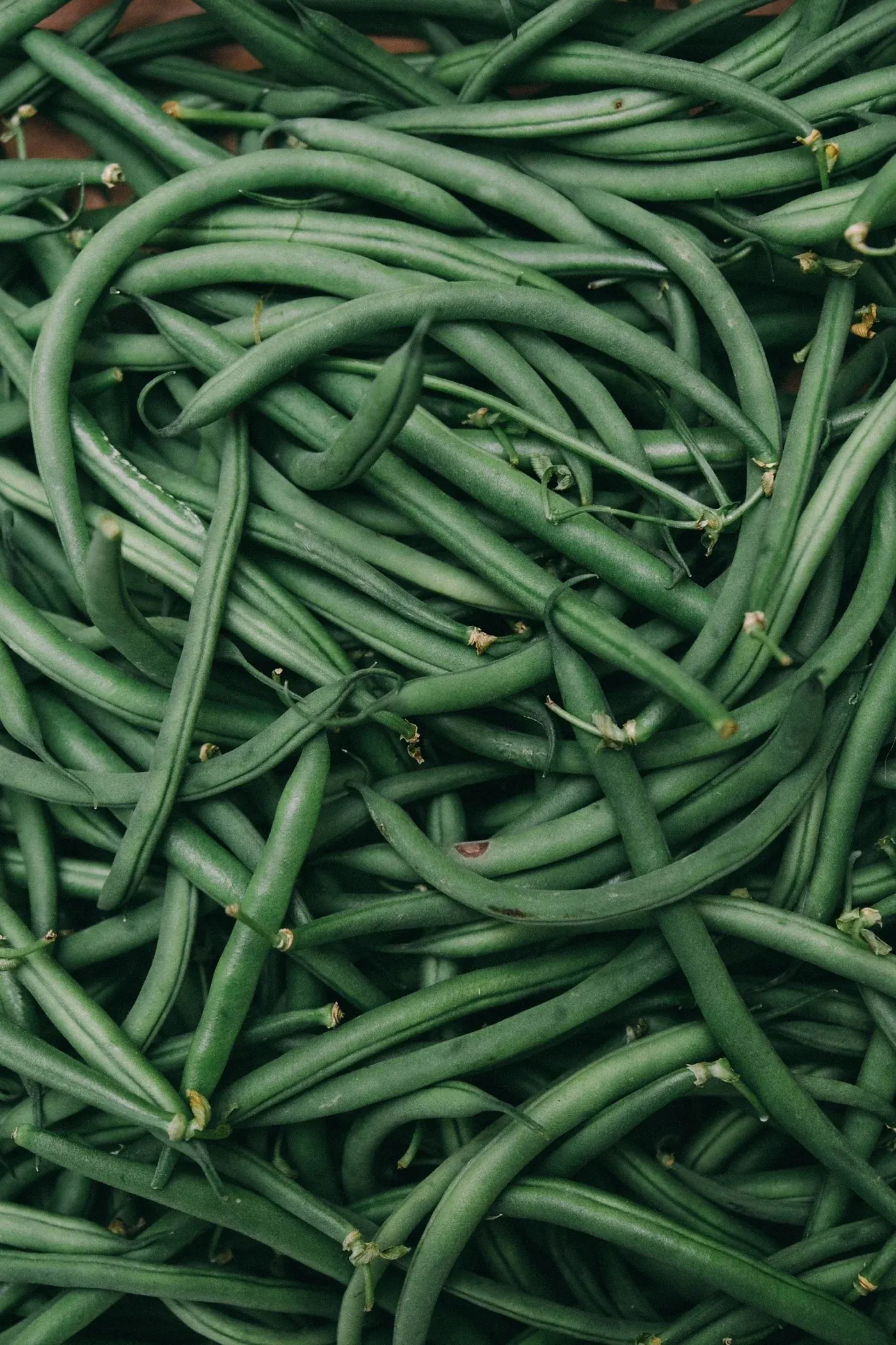 Haricot vert