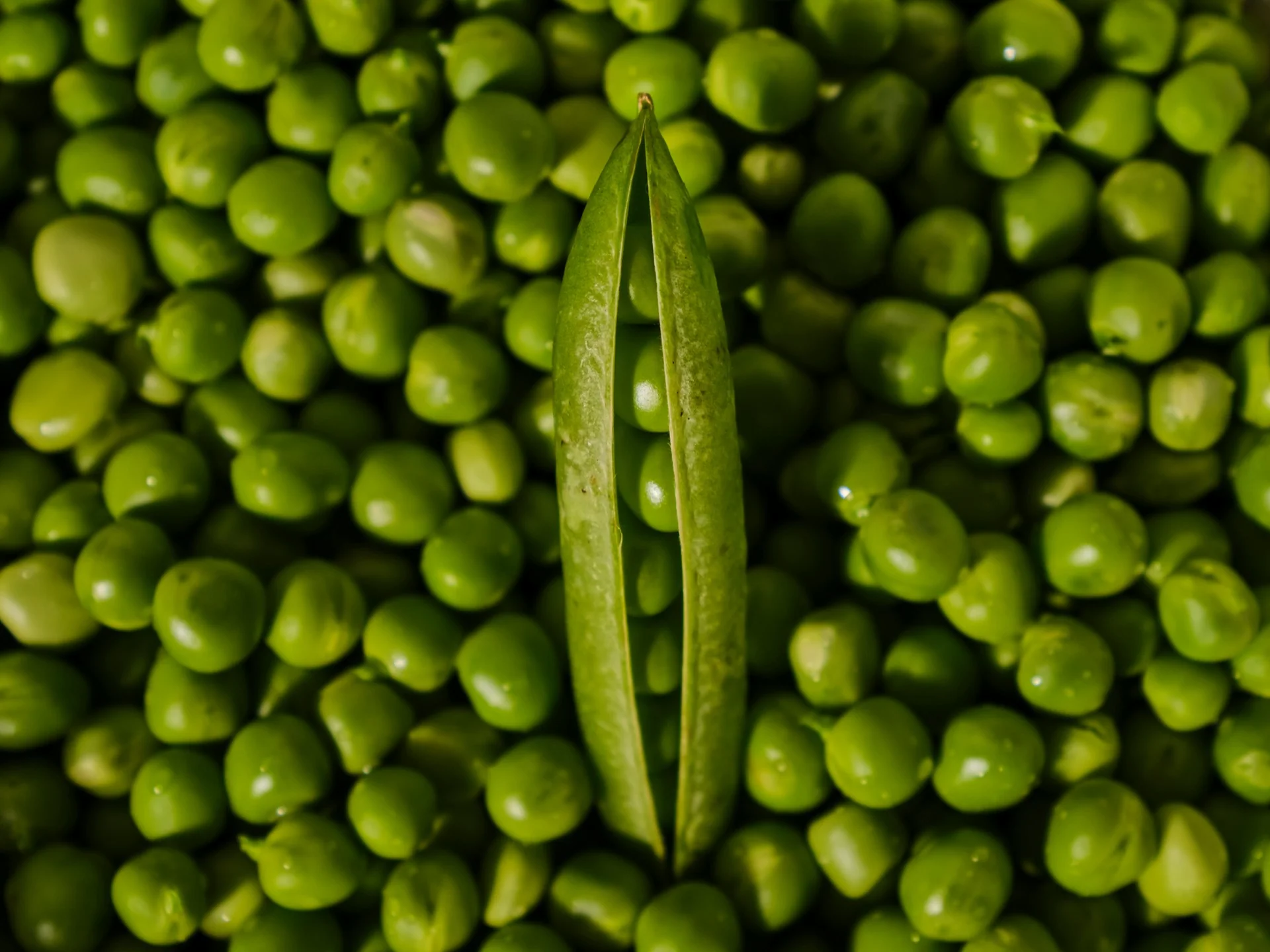 Petit pois