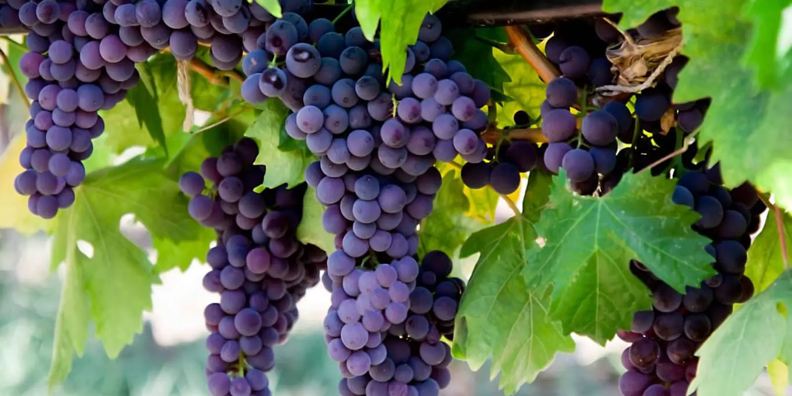 Viticulture