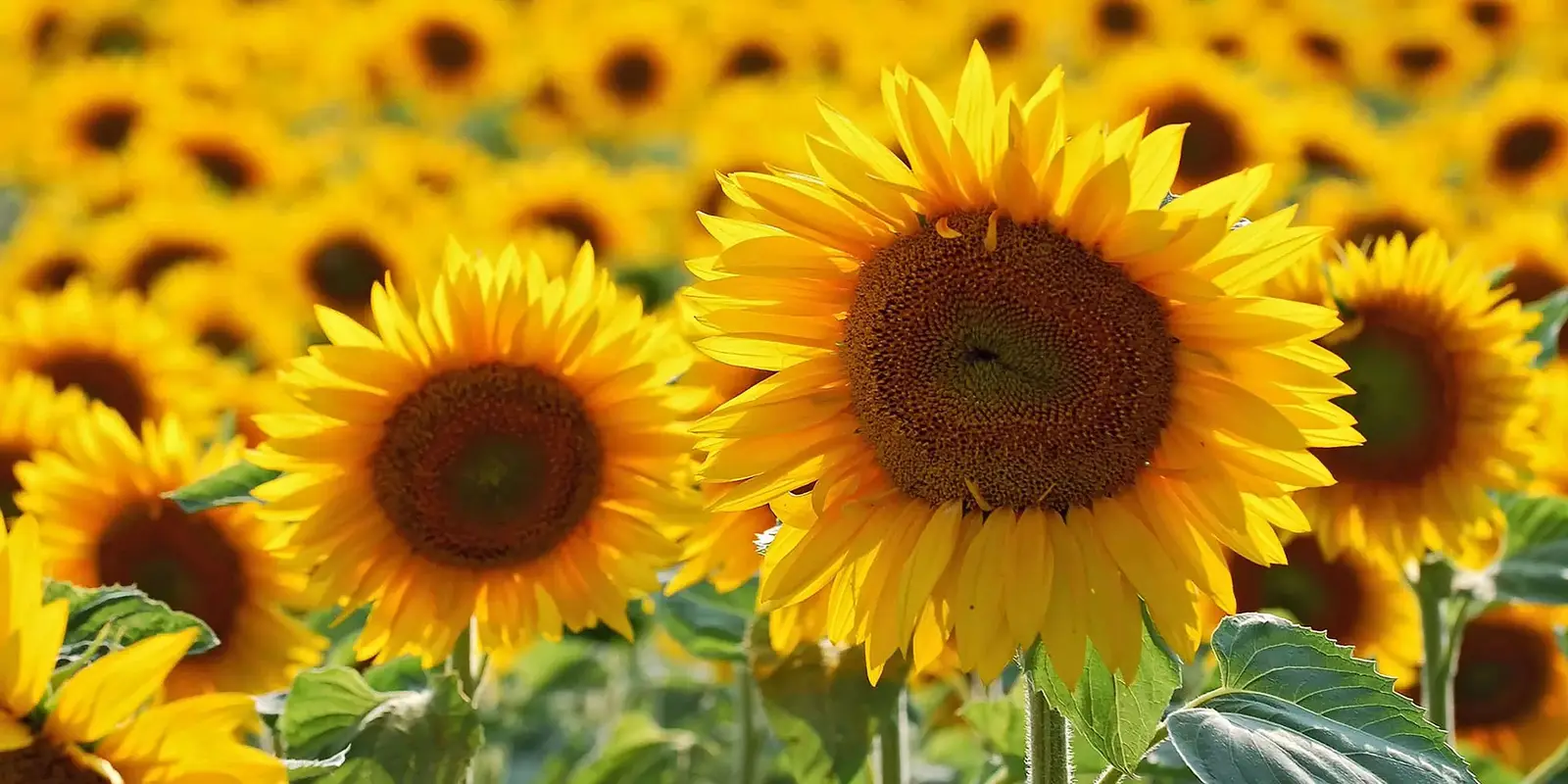 Tournesol